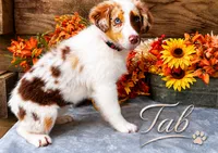 Tab, a female Miniature American Shepherd for sale in Stephens City, VA – 5 of 8