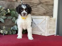 processed/39e1e214-f210-432a-ba0b-9c89aa658771/listing/3cf0ffa1-765e-4618-8fc4-0748647bfa29/a0a162b9-83c3-41a9-b462-8f0c65ef6423