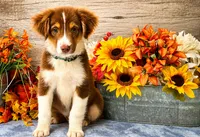 Barq, a male Miniature American Shepherd for sale in Stephens City, VA – 7 of 7