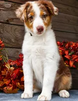 Sprite, a female Miniature American Shepherd for sale in Stephens City, VA – 2 of 7