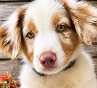Crush, a male Miniature American Shepherd for sale in Stephens City, VA – 1 of 5