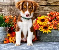 Barq, a male Miniature American Shepherd for sale in Stephens City, VA – 5 of 7