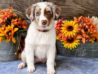 Tab, a female Miniature American Shepherd for sale in Stephens City, VA – 4 of 8