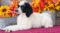 Abby Pink , a female Poodle - Miniature  for sale in Stephens City, VA – 2 of 5