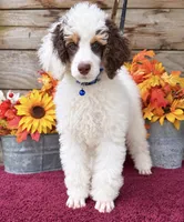 Roland blue , a male Poodle - Miniature  for sale in Stephens City, VA – 2 of 4