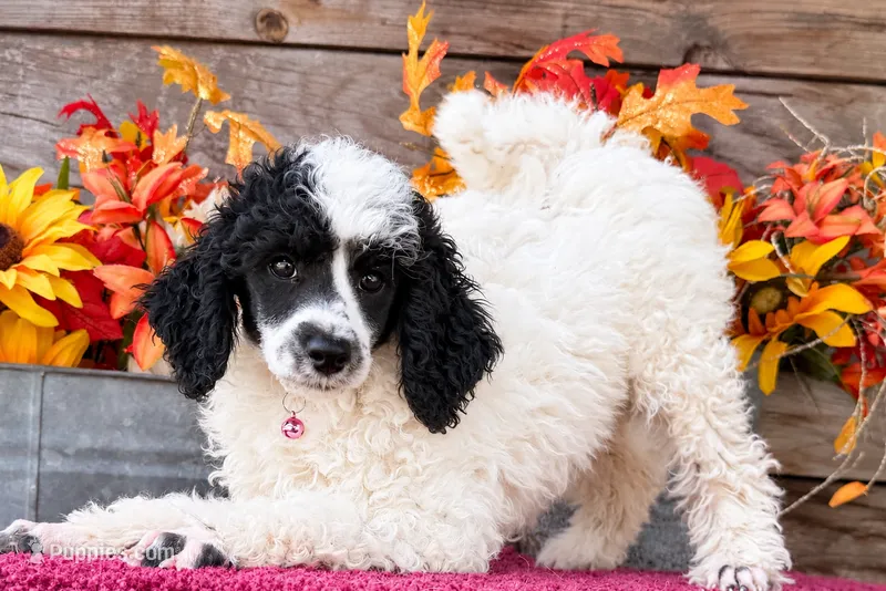 Abby Pink  – Poodle - Miniature  puppy for sale in Stephens City, VA