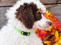 Buster Brown Green , a male Poodle - Miniature  for sale in Stephens City, VA – 4 of 4