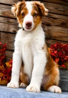 Sprite, a female Miniature American Shepherd for sale in Stephens City, VA – 3 of 7