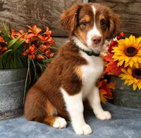 Barq, a male Miniature American Shepherd for sale in Stephens City, VA – 4 of 7