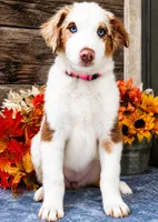 Fresca, a female Miniature American Shepherd for sale in Stephens City, VA – 3 of 8