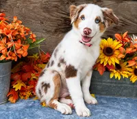 Fresca, a female Miniature American Shepherd for sale in Stephens City, VA – 6 of 8