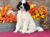Abby Pink , a female Poodle - Miniature  for sale in Stephens City, VA – 4 of 5