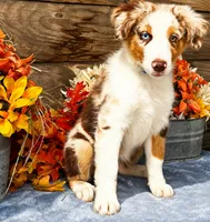 Dew, a male Miniature American Shepherd for sale in Stephens City, VA – 8 of 8