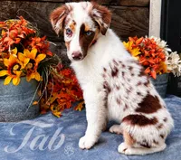 Tab, a female Miniature American Shepherd for sale in Stephens City, VA – 6 of 8