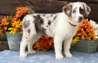 Tab, a female Miniature American Shepherd for sale in Stephens City, VA – 7 of 8