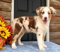 Dew, a male Miniature American Shepherd for sale in Stephens City, VA – 3 of 8