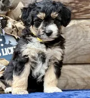 MXF Yellow Female, a female Miniature Aussiedoodle for sale in Stephens City, VA – Photo 4 of 9
