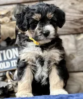 MXF Yellow Female, a female Miniature Aussiedoodle for sale in Stephens City, VA – Photo 7 of 9