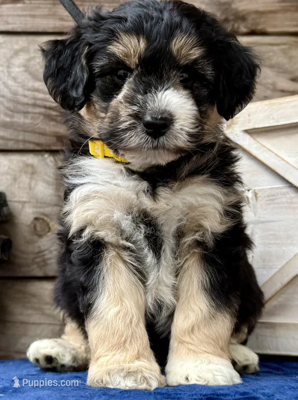 MXF Yellow Female, a female Miniature Aussiedoodle for sale in Stephens City, VA – Photo 1 of 9