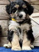 MXF Yellow Female, a female Miniature Aussiedoodle for sale in Stephens City, VA – Photo 1 of 9