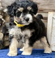MXF Yellow Female, a female Miniature Aussiedoodle for sale in Stephens City, VA – Photo 5 of 9