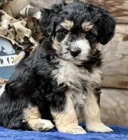 MXF Yellow Female, a female Miniature Aussiedoodle for sale in Stephens City, VA – Photo 6 of 9