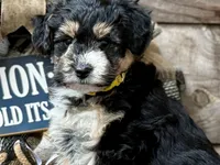 MXF Yellow Female, a female Miniature Aussiedoodle for sale in Stephens City, VA – Photo 2 of 9