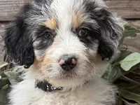 processed/39e1e214-f210-432a-ba0b-9c89aa658771/listing/7784e637-ff70-4793-bebb-b2a422604ce8/f38e6a34-89d1-4f61-bbf0-142c82ca8ae6