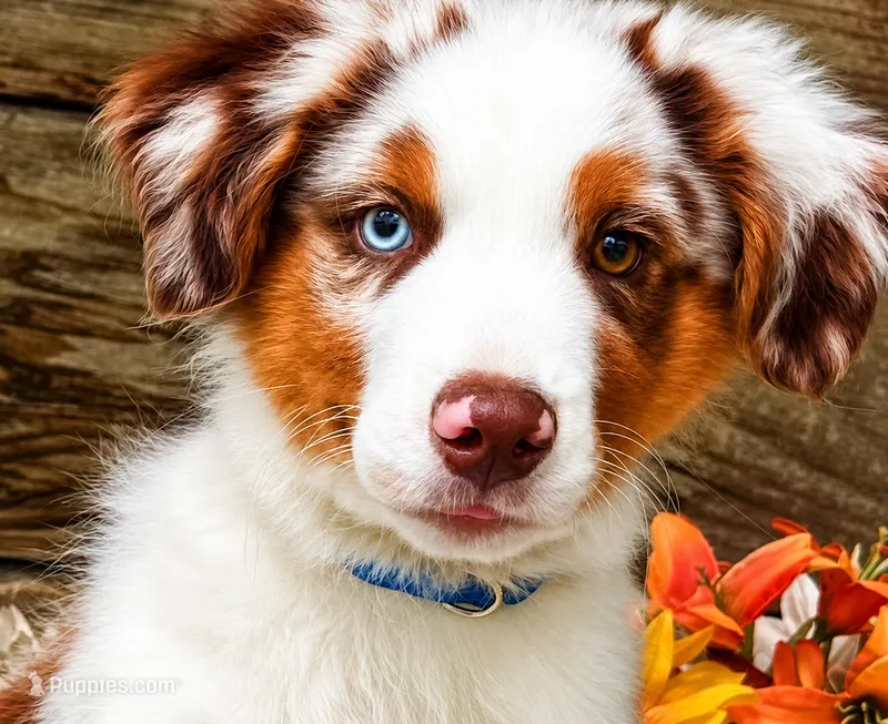 Dew – Miniature American Shepherd puppy for sale in Stephens City, VA