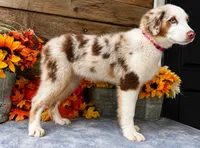 Fresca, a female Miniature American Shepherd for sale in Stephens City, VA – 8 of 8