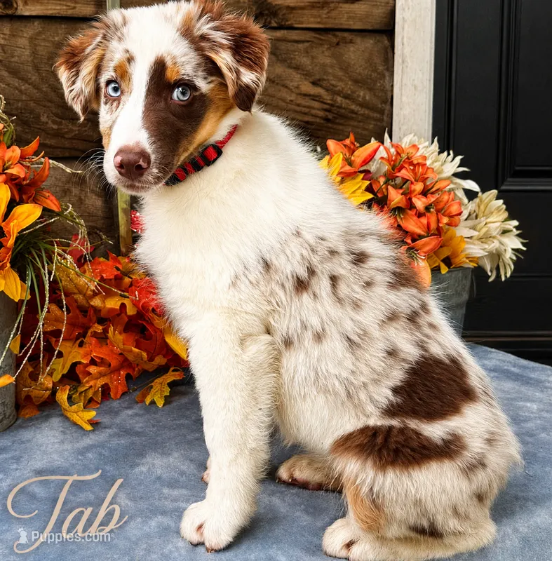 Tab – Miniature American Shepherd puppy for sale in Stephens City, VA