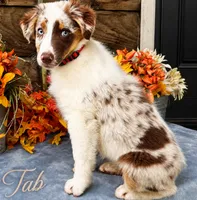 Tab, a female Miniature American Shepherd for sale in Stephens City, VA – 1 of 8