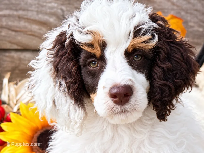 Roland blue  – Poodle - Miniature  puppy for sale in Stephens City, VA