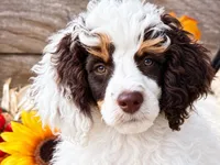 Roland blue , a male Poodle - Miniature  for sale in Stephens City, VA – 1 of 4