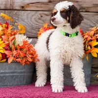 Buster Brown Green , a male Poodle - Miniature  for sale in Stephens City, VA – 3 of 4