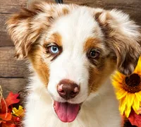Dew, a male Miniature American Shepherd for sale in Stephens City, VA – 4 of 8
