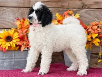 Abby Pink , a female Poodle - Miniature  for sale in Stephens City, VA – 5 of 5