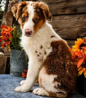 Sprite, a female Miniature American Shepherd for sale in Stephens City, VA – 6 of 7