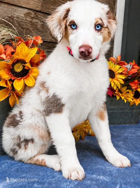 Fresca – Miniature American Shepherd puppy for sale in Stephens City, VA