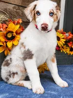 Fresca, a female Miniature American Shepherd for sale in Stephens City, VA – 1 of 8