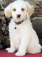 GXO Brown Boy , a male Miniature Aussiedoodle for sale in Stephens City, VA – Photo 2 of 4