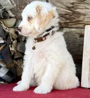GXO Brown Boy , a male Miniature Aussiedoodle for sale in Stephens City, VA – Photo 3 of 4