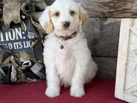 GXO Brown Boy , a male Miniature Aussiedoodle for sale in Stephens City, VA – Photo 4 of 4