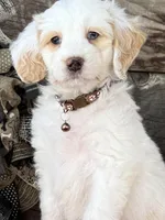 GXO Brown Boy , a male Miniature Aussiedoodle for sale in Stephens City, VA – Photo 1 of 4