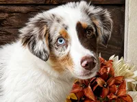 Tab, a female Miniature American Shepherd for sale in Stephens City, VA – 3 of 8