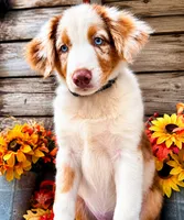 Crush, a male Miniature American Shepherd for sale in Stephens City, VA – 3 of 5