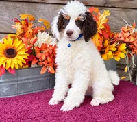 Roland blue , a male Poodle - Miniature  for sale in Stephens City, VA – 3 of 4