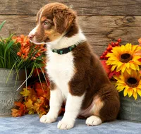 Barq, a male Miniature American Shepherd for sale in Stephens City, VA – 2 of 7