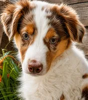 Sprite, a female Miniature American Shepherd for sale in Stephens City, VA – 5 of 7
