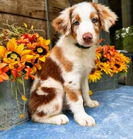 Crush, a male Miniature American Shepherd for sale in Stephens City, VA – 4 of 5